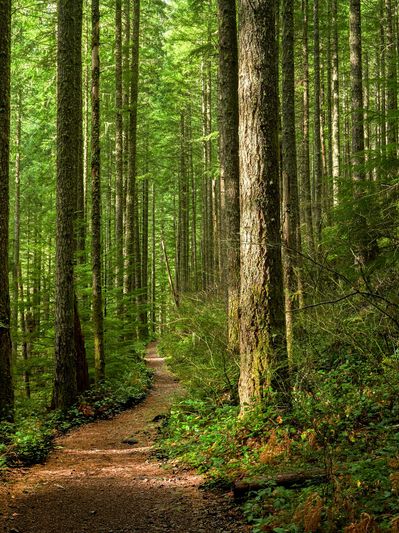 A serene forest path winds through tall, green trees.