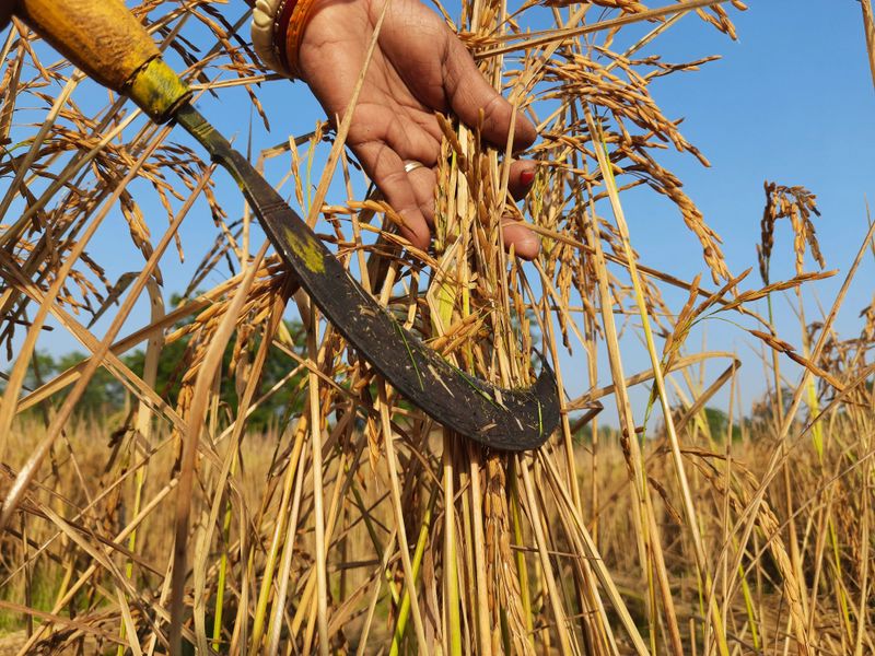 Indian women cutting rice plants with a sickle at harvest time.  Hand of indian women farmers. Women farmers paddy harvesting using a serrated sickle. agriculture activity. Paddy farming.