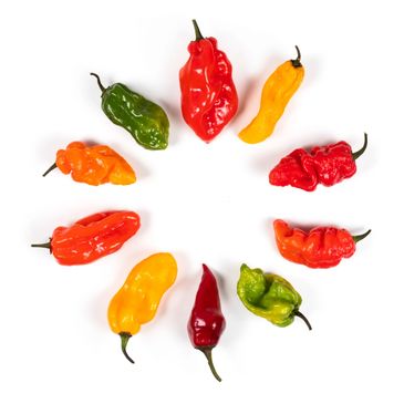 A circle of colorful hot peppers in various shapes and sizes on white.