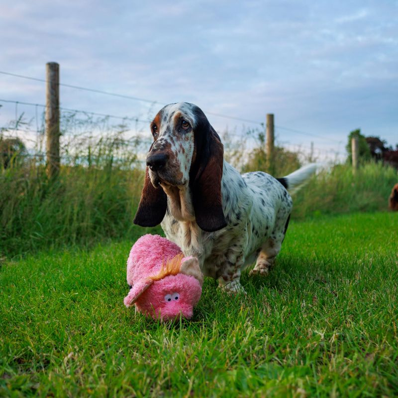 A basset hound in a green field with a pink toy