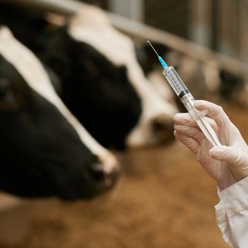 Gloved hand holding syringe near cows.