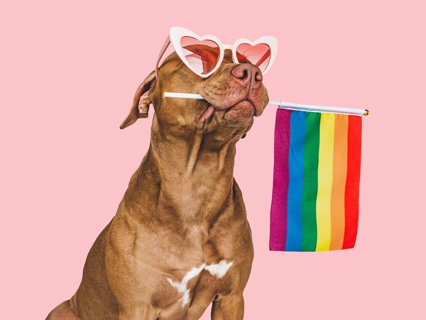 Dog wearing heart-shaped sunglasses holding a rainbow flag on a pink background.