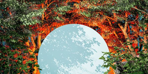 A large white circle amidst vibrant autumn foliage and green leaves.