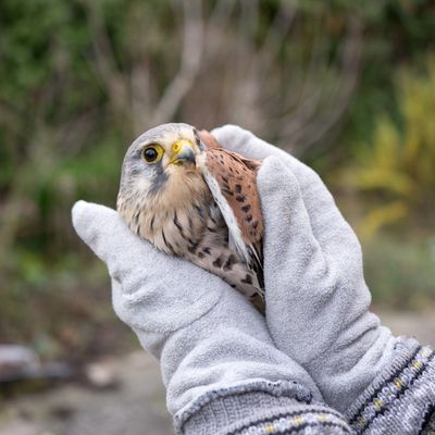 Animal rescue in Somerset, Kentucky