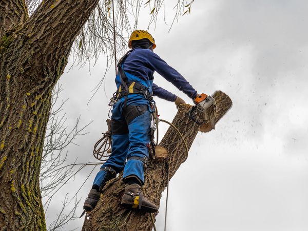 Worker in safety gear cutting a tree branch with a chainsaw.