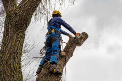 Worker wearing safety gear cutting a tree trunk with a chainsaw.