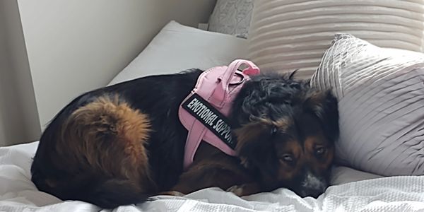 A dog wearing an emotional support vest lying on a bed.