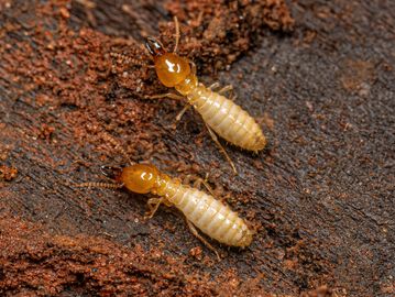 Close-up of two termites on rough soil.
