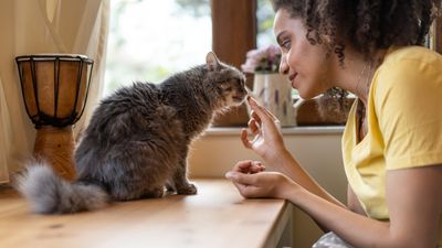 Woman feeding grey tabby on counter