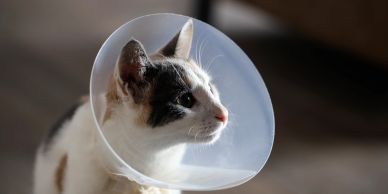 Cat wearing a protective cone on its head.