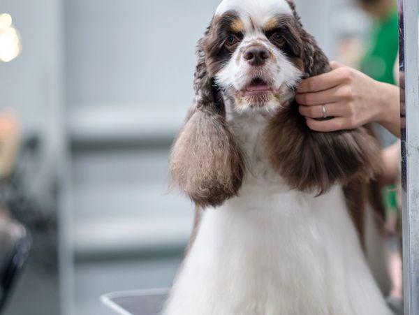 Groomed American Cocker Spaniel with fluffy coat on grooming table.