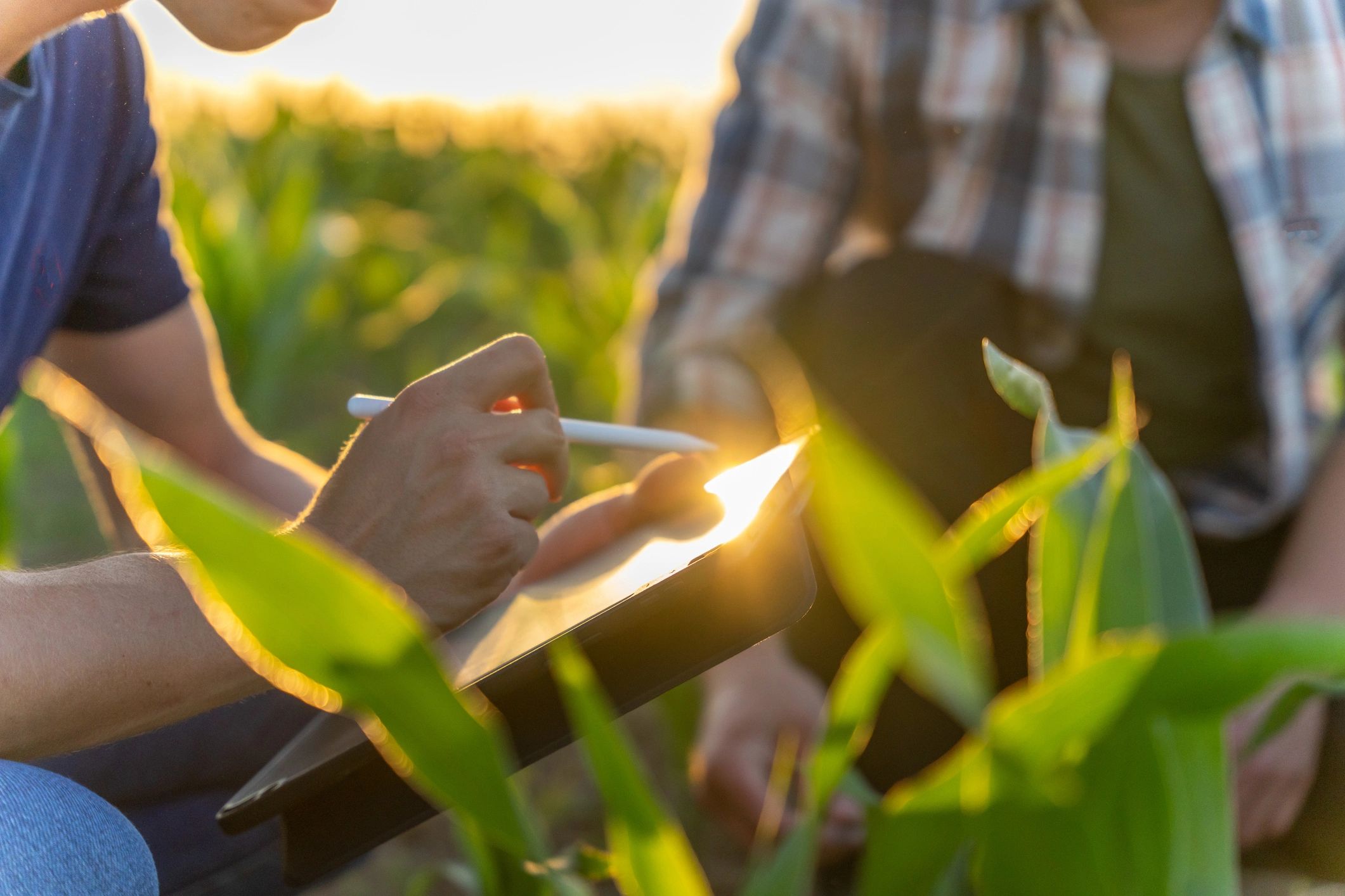 How Agricultural Experts Value Assets