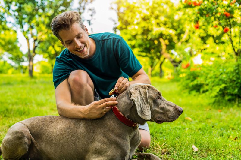 Cheerful man putting on a collar on his dog at the green backyard on summer day.