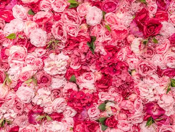 A vibrant wall of various pink and red flowers with green leaves.