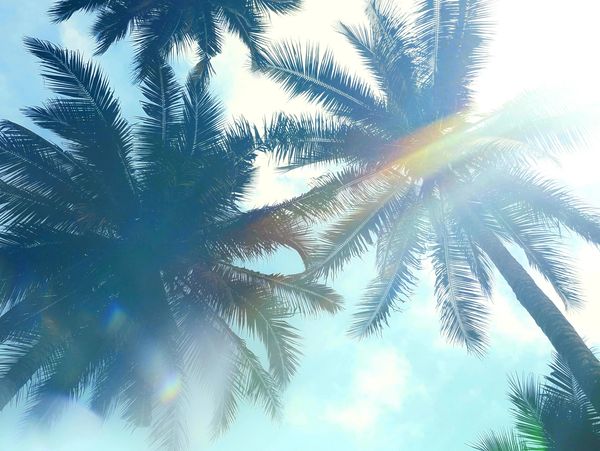 Sunlight filters through tall palm trees against a clear blue sky.