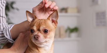 Acupuncture on a dog.