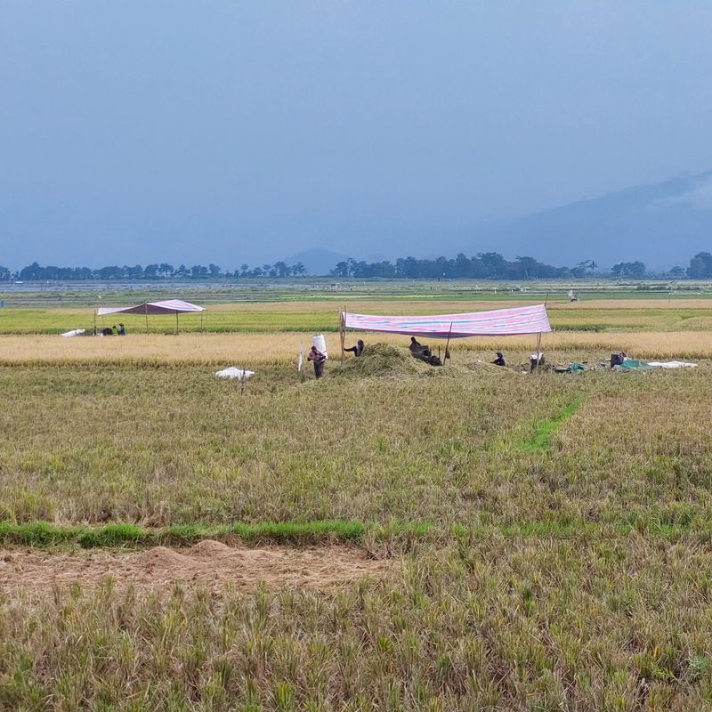 farmers in the fields who are harvesting rice plants