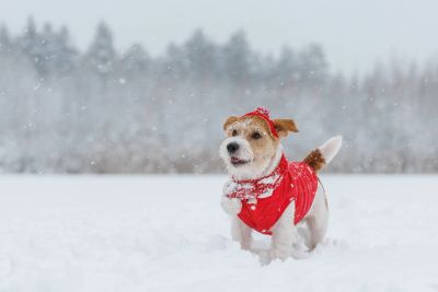 Dog in red jacket playing in snow