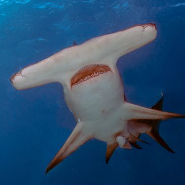 Great hammerhead shark shown from below at a close range