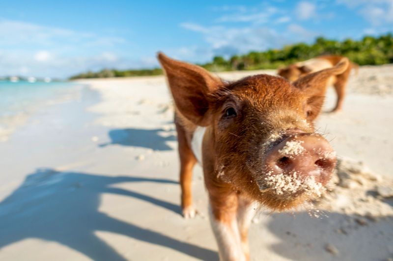 Free living pigs and piglets waiting for food in exam islands, Bahamas