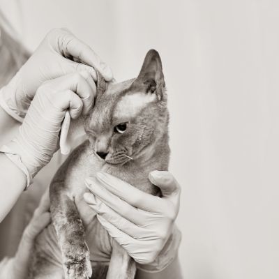 A cat being examined by a veterinarian wearing gloves.