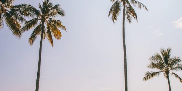 Tall palm trees against a clear sky.