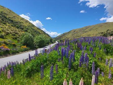 Road winding through a valley with purple flowers and green hills.