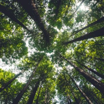 Tall trees with green leaves viewed from below against bright sky.