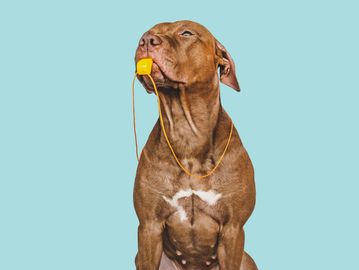 A brown dog holding a yellow whistle in its mouth against a blue background.