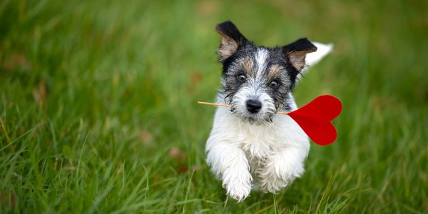 Puppy running with a heart-shaped stick.