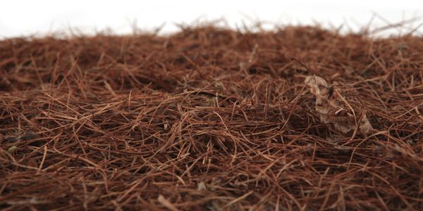 Close-up of dry pine needles and a curled leaf on the ground.