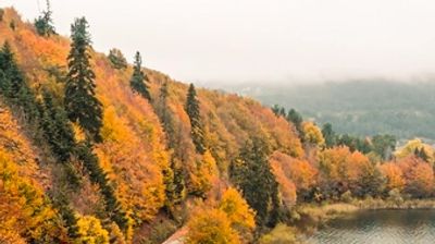 A car drives along a winding road surrounded by vibrant autumn trees next to a calm lake.