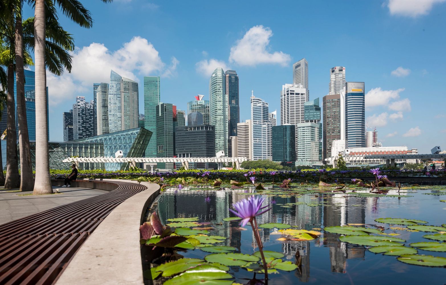 City skyline with modern buildings, water lilies, and a peaceful park bench.