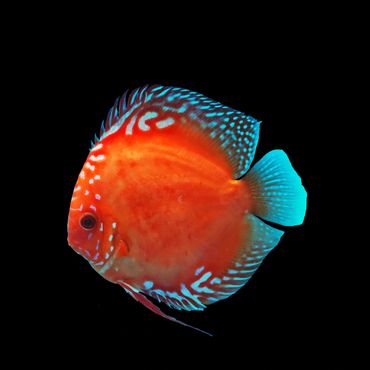 Bright orange and blue discus fish against a black background.