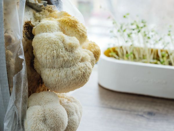 Close-up of lion's mane mushrooms growing indoors.