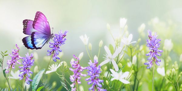 Purple butterfly on lavender flowers in soft sunlight.