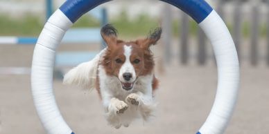 Dog jumping through a blue and white agility hoop outdoors.