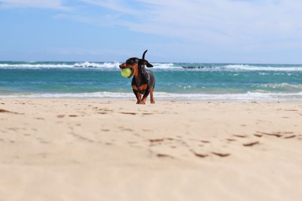 Ginger exploring beach fun at Waggin Beach.