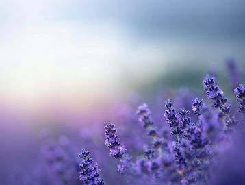 A faded picture of purple flowers