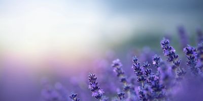 Serene Holistic Space