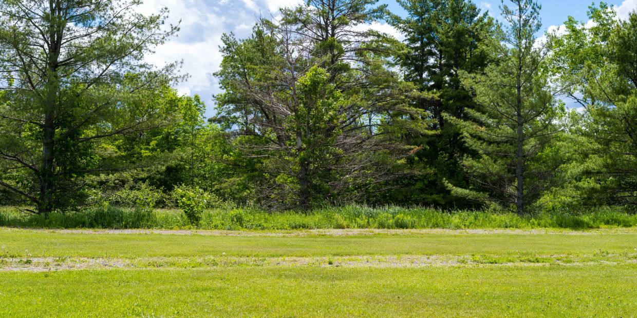 Green grassy field with trees under a cloudy sky.