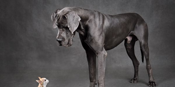 Great Dane and Chihuahua