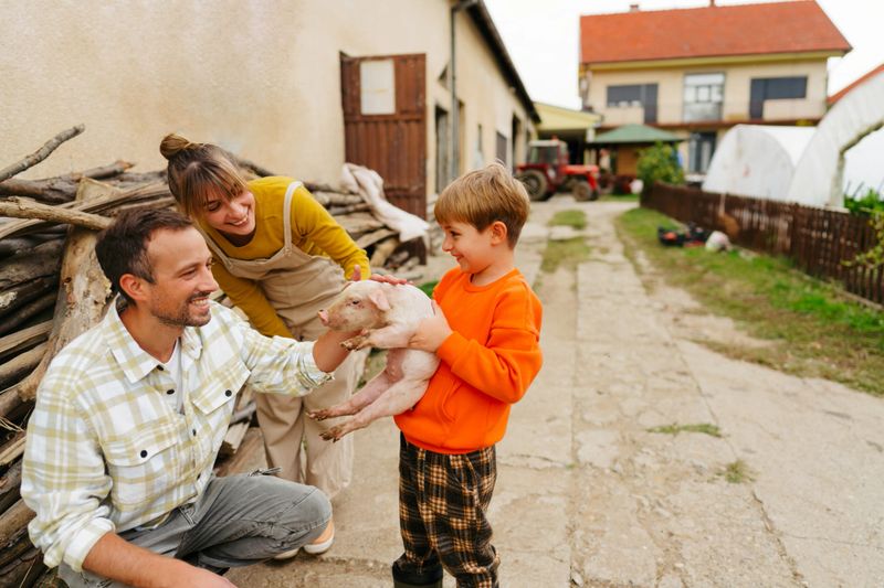 Photo of a little boy and his parents working on their family-owned farm together and taking care of their piglets.
