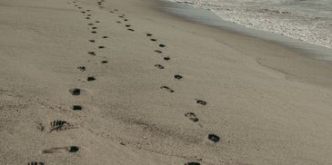Footprints in the sand leading towards the ocean.