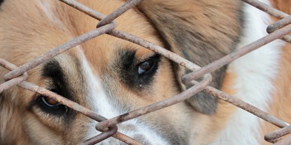 Close-up of a sad dog behind a rusty wire fence.