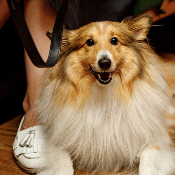A happy Shetland Sheepdog lies on a wooden floor near someone's feet.