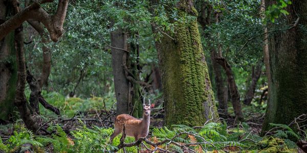Deep in Killarney National Park Kerry Ireland