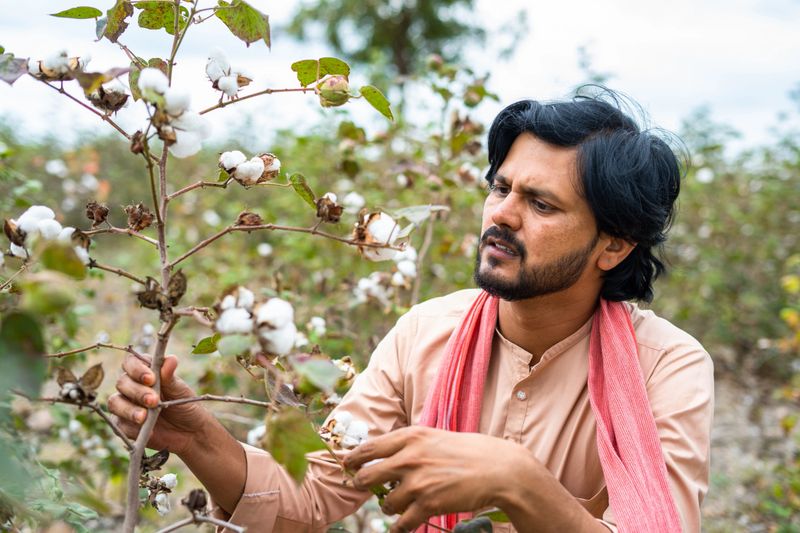 Young indian farmer checking cotton crop growth at field - concept of Traditional farming, cultivation and farm produce