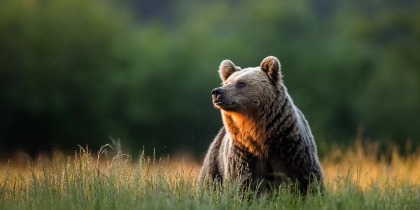 A bear in a grassy field at sunset.