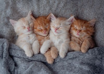 Gray tabby kitten sleeping peacefully.